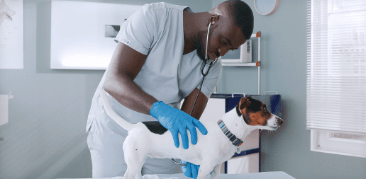 Fort Harrison Veterinarians